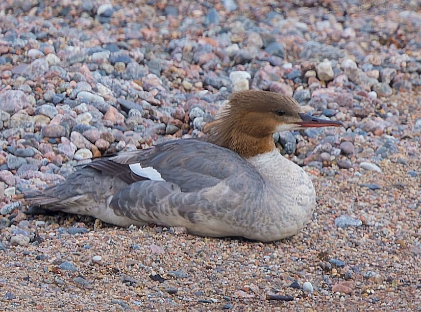 Common Merganser - ML620246280