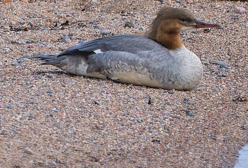 Common Merganser - ML620246281