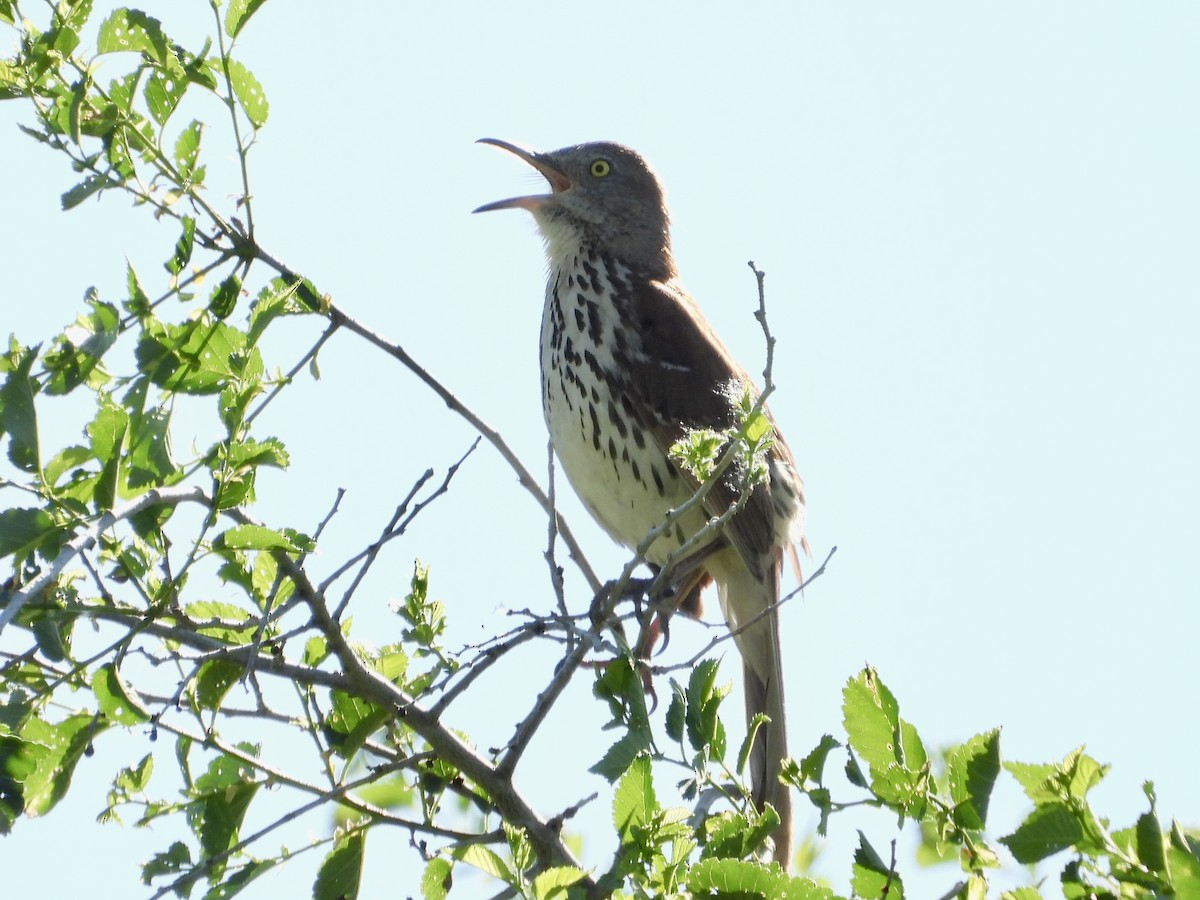 Brown Thrasher - ML620246286