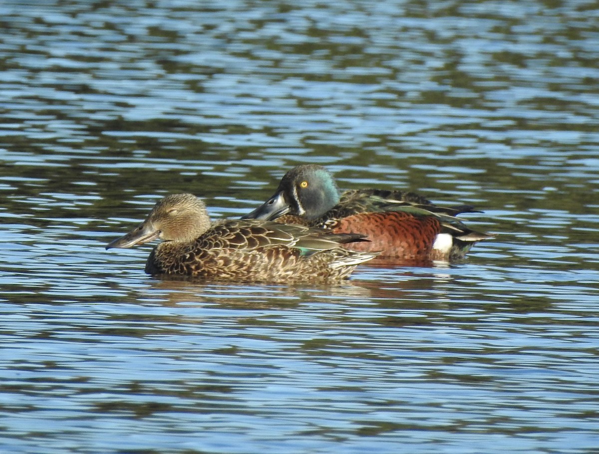 Canard bridé - ML620246289