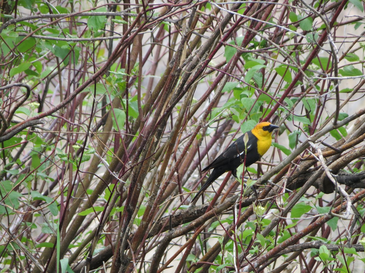 Yellow-headed Blackbird - ML620246290