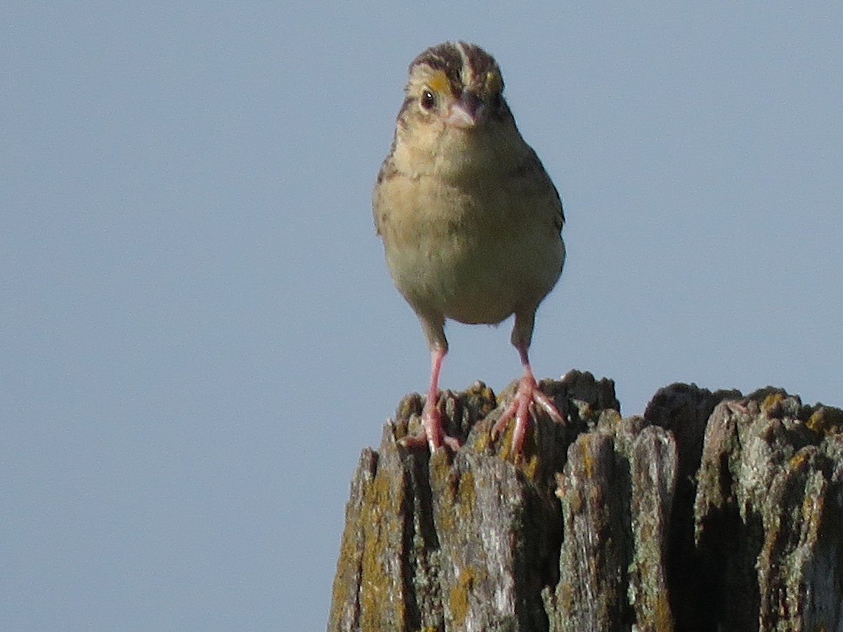 Grasshopper Sparrow - ML620246292