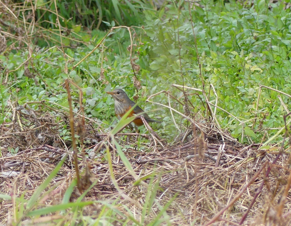 Gray-backed Thrush - ML620246296