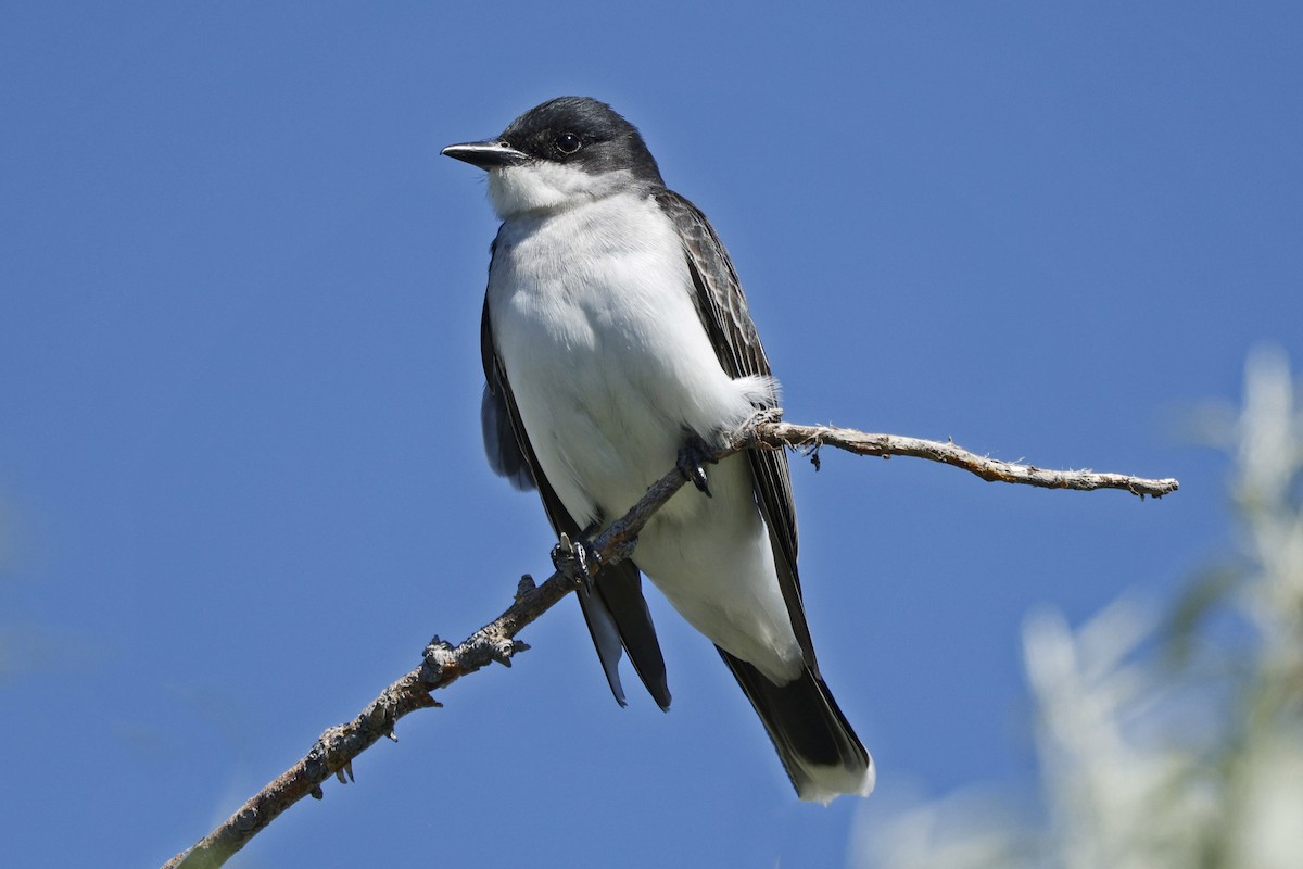 Eastern Kingbird - ML620246299