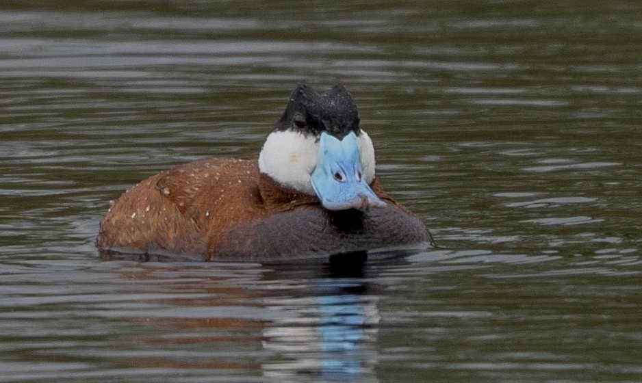 Ruddy Duck - ML620246301