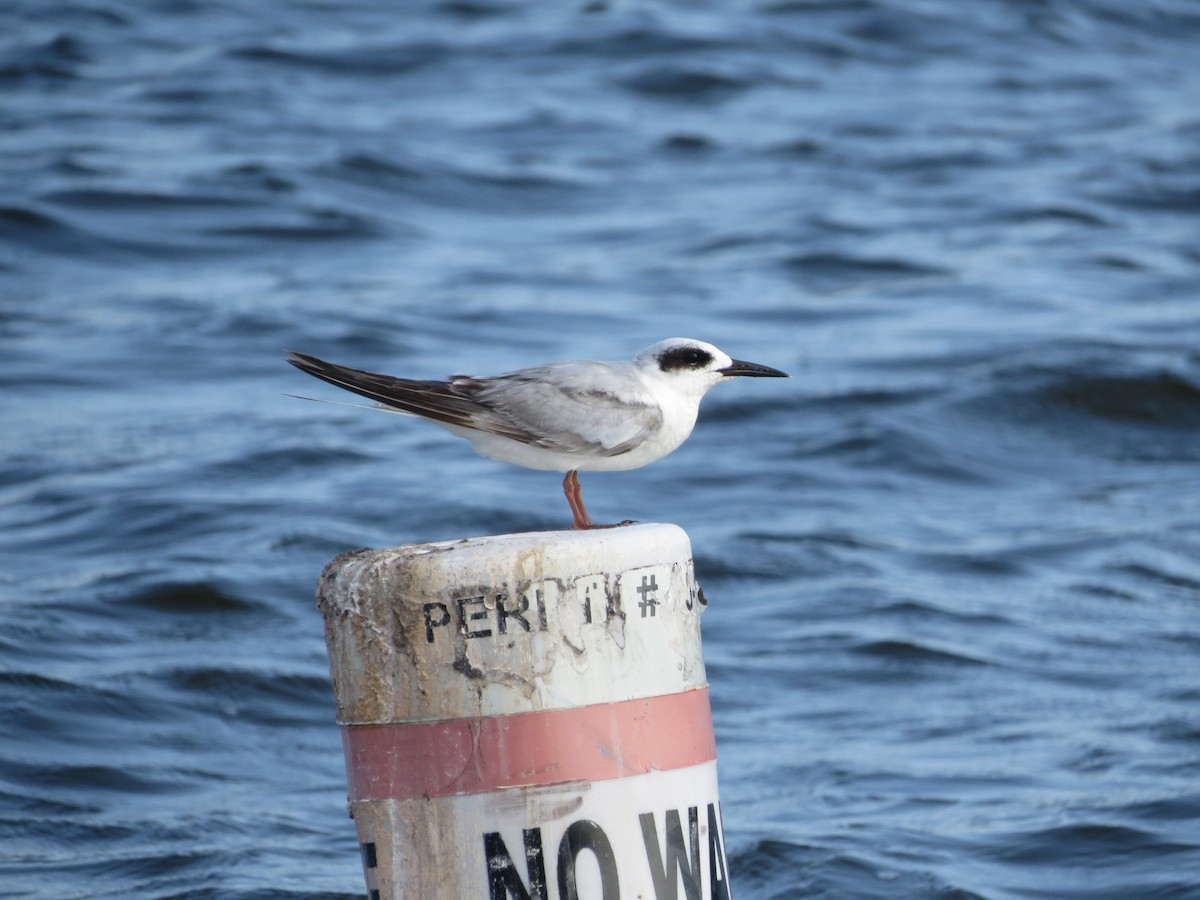 Forster's Tern - ML620246309