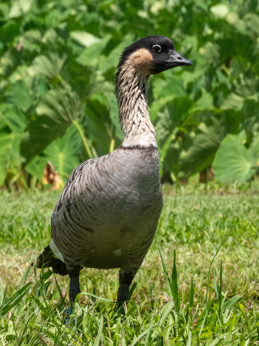 Hawaiian Goose - ML620246311