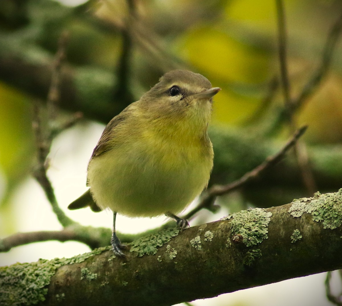 Philadelphia Vireo - ML620246316