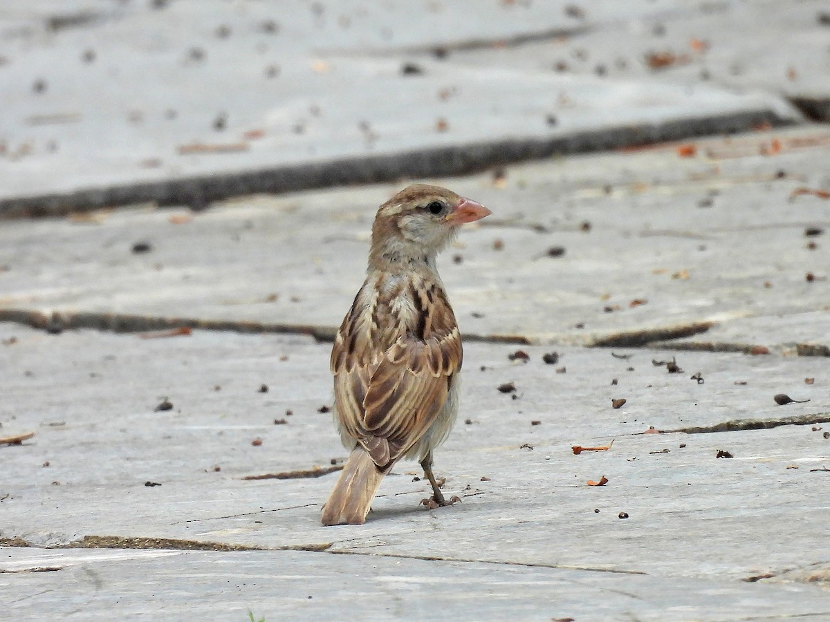 Moineau domestique - ML620246317