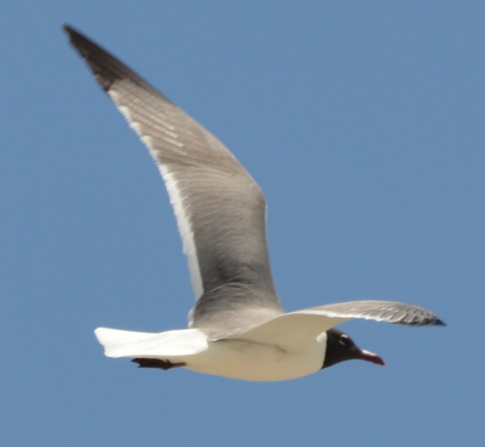 Laughing Gull - ML620246331