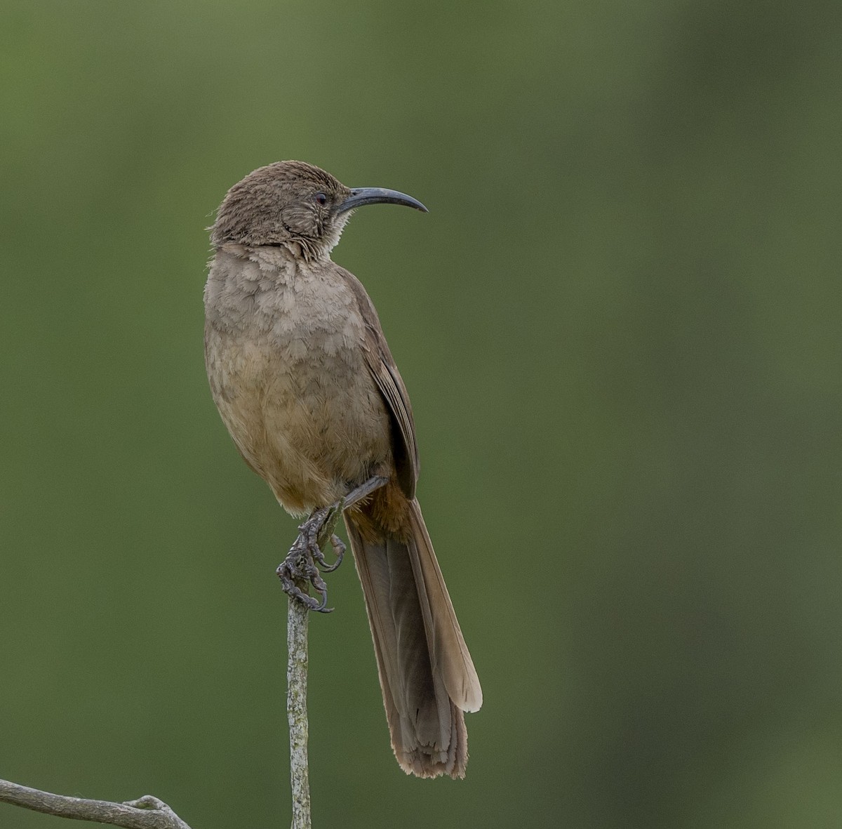 California Thrasher - ML620246333