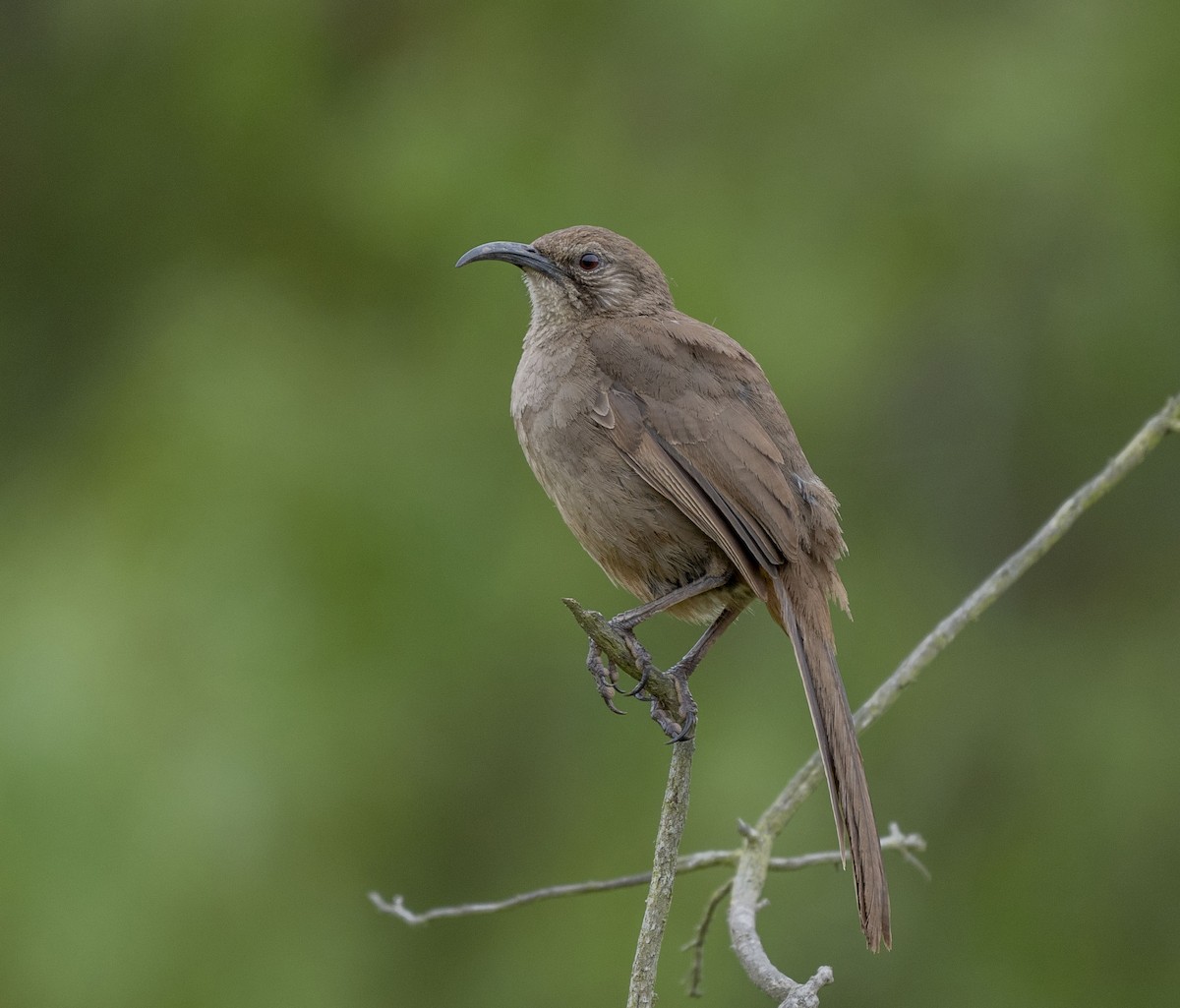 California Thrasher - ML620246334