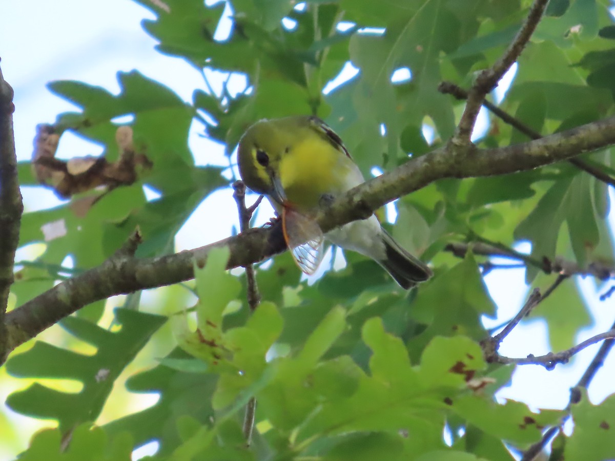 Yellow-throated Vireo - ML620246336