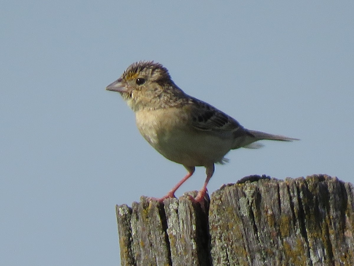 Grasshopper Sparrow - ML620246338