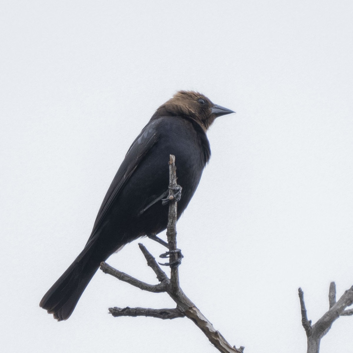 Brown-headed Cowbird - ML620246343