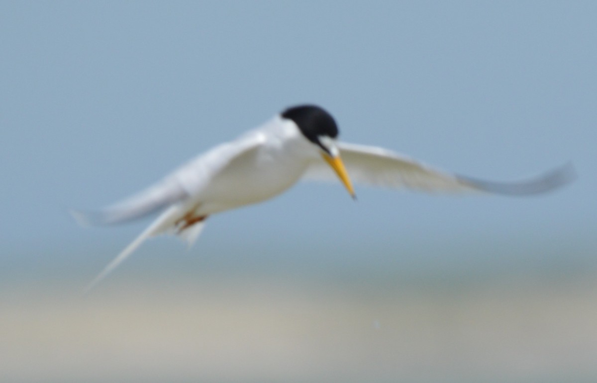 Least Tern - ML620246347