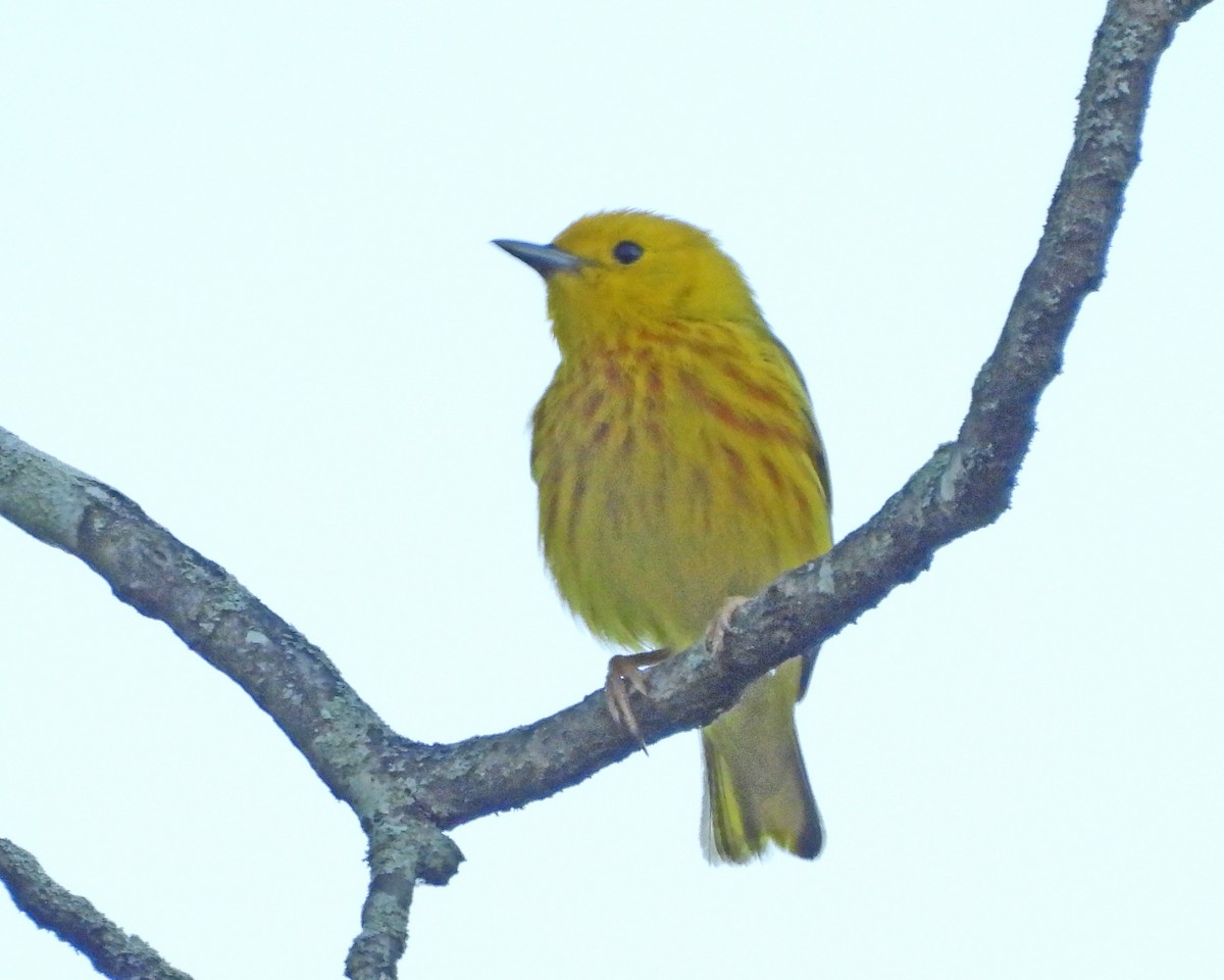 Yellow Warbler - ML620246349