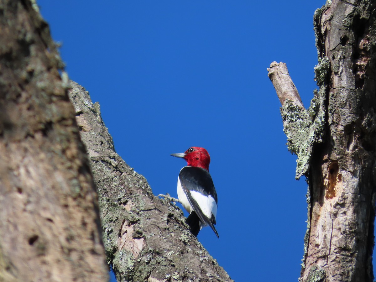 Red-headed Woodpecker - ML620246353