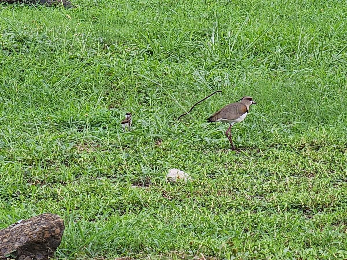 Southern Lapwing - ML620246354