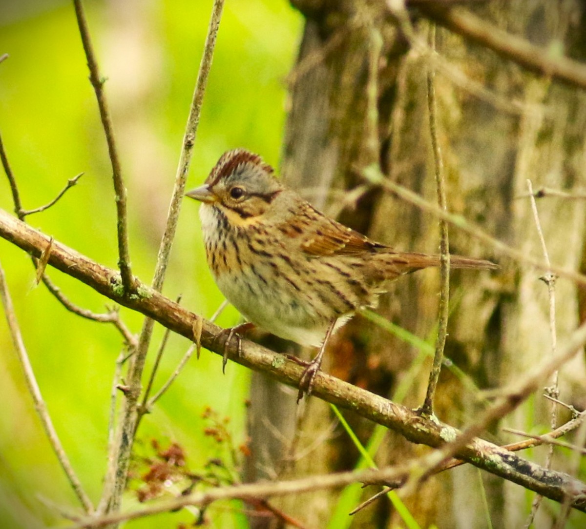 Lincoln's Sparrow - ML620246359