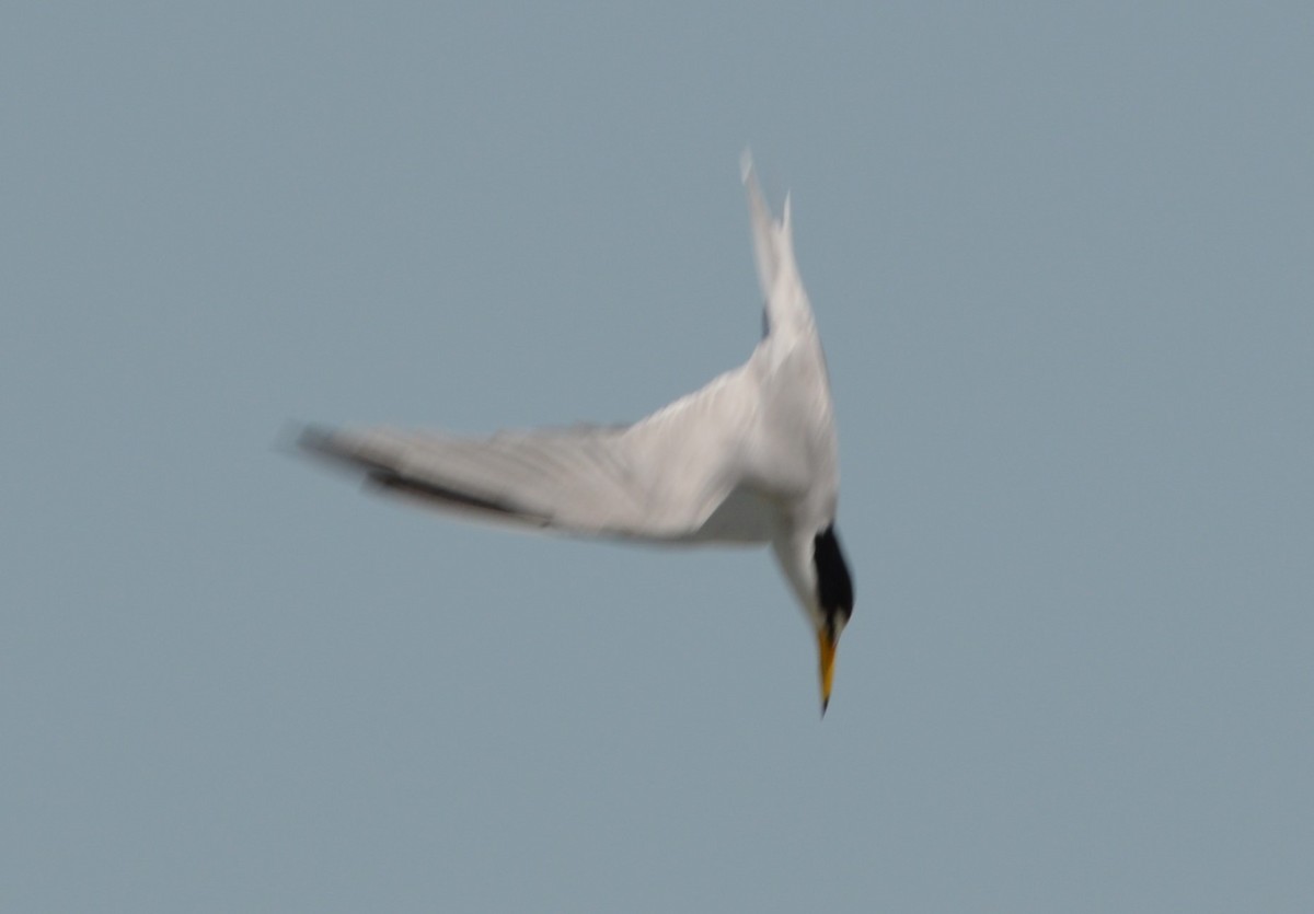 Least Tern - ML620246364