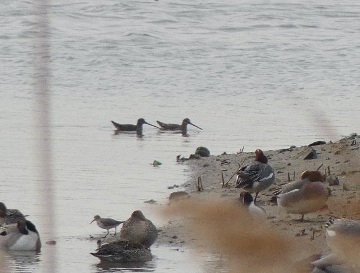 Long-billed Dowitcher - ML620246365