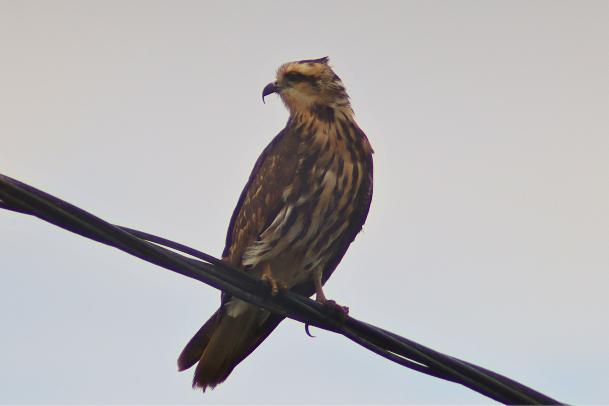 Snail Kite - ML620246369