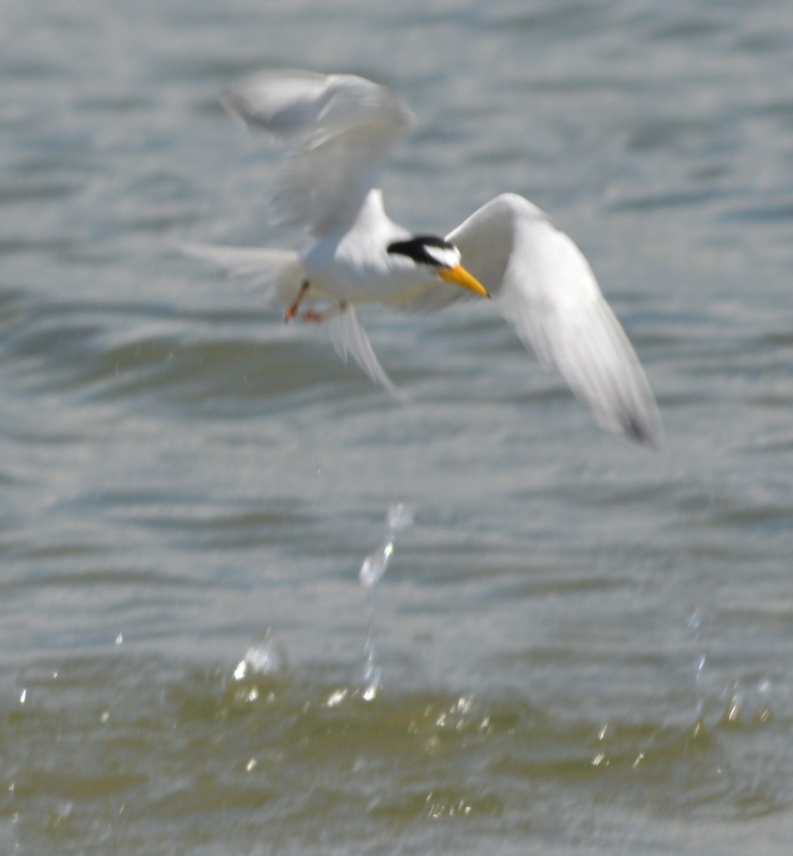 Least Tern - ML620246374