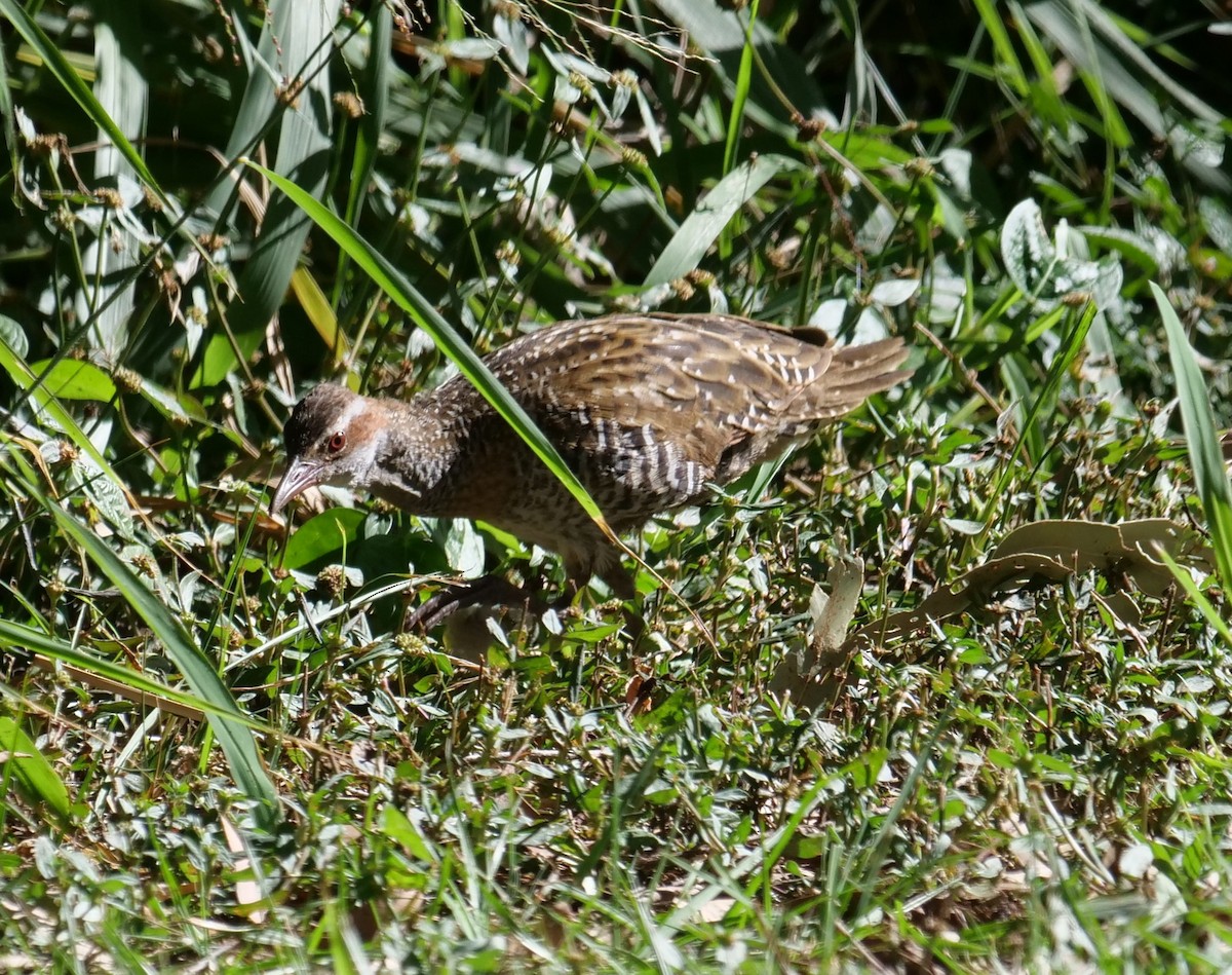 Buff-banded Rail - ML620246376