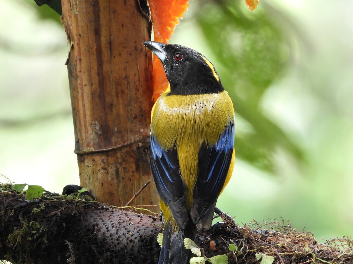Black-chinned Mountain Tanager - ML620246378