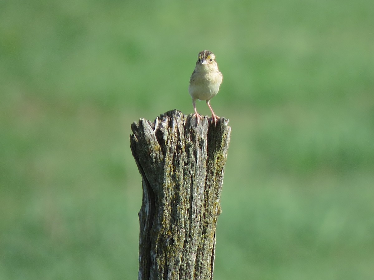 Grasshopper Sparrow - ML620246384