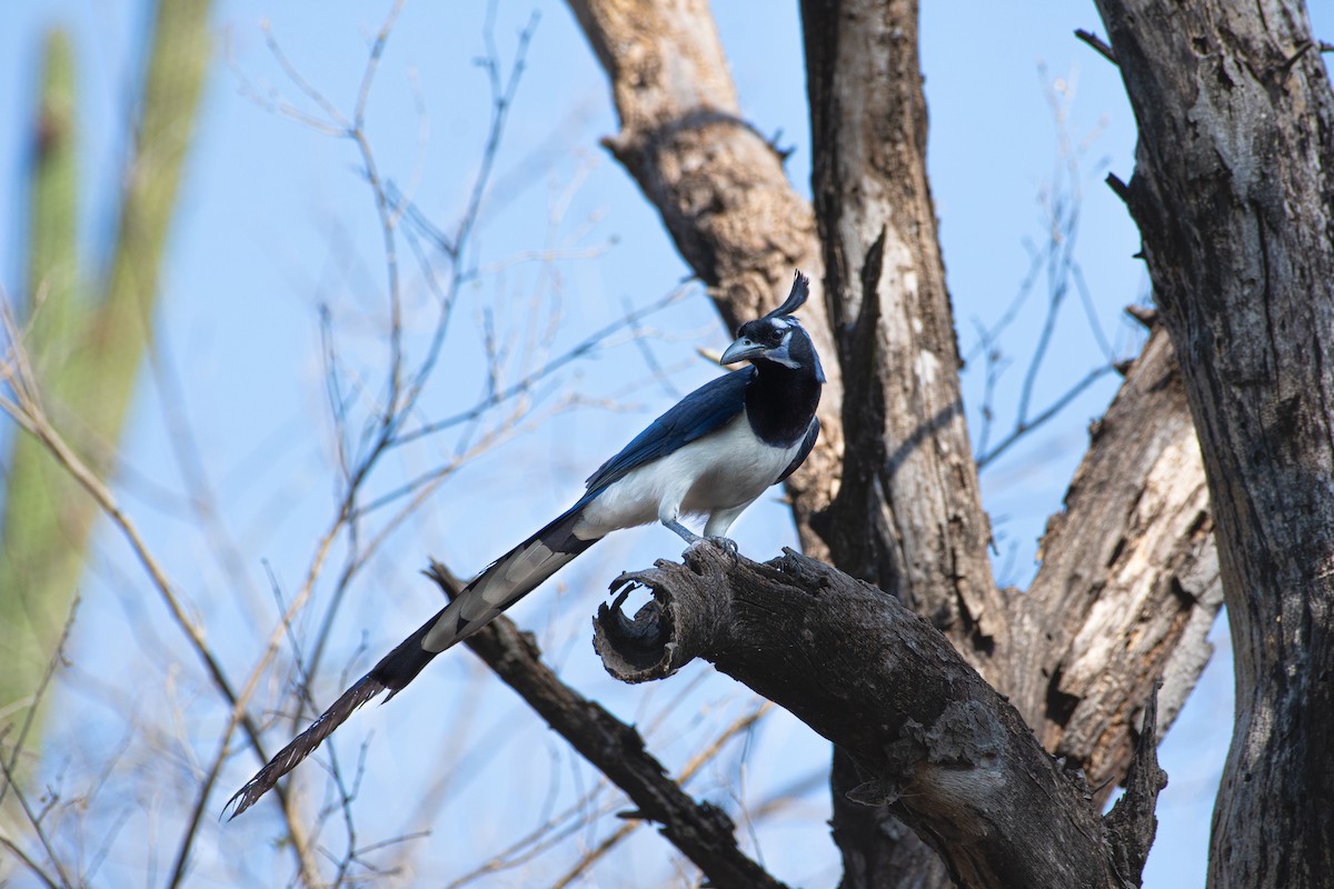 Black-throated Magpie-Jay - ML620246385