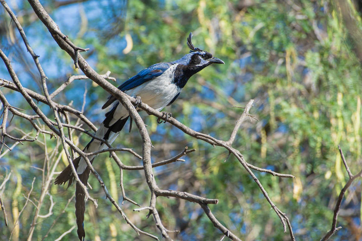 Black-throated Magpie-Jay - ML620246386