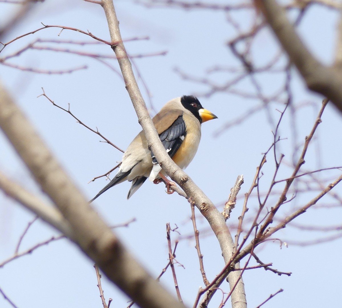 Yellow-billed Grosbeak - ML620246396