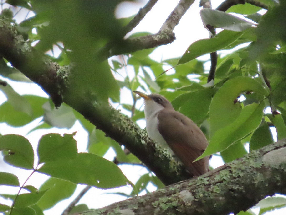 Yellow-billed Cuckoo - ML620246397