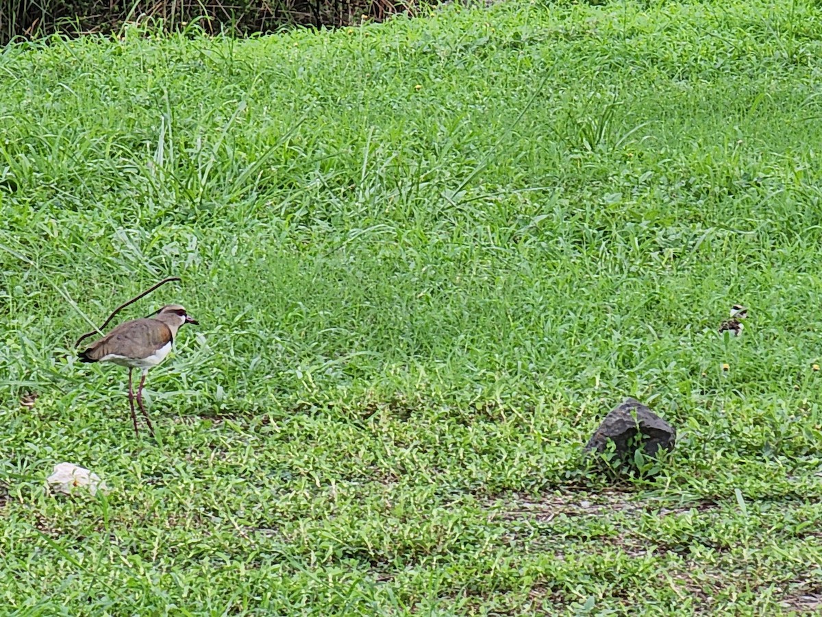 Southern Lapwing - ML620246405