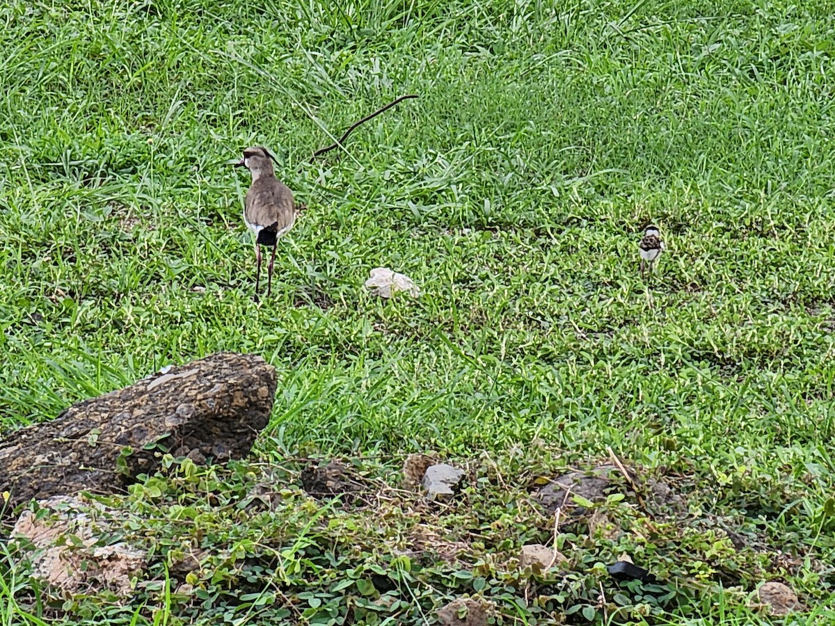 Southern Lapwing - ML620246406