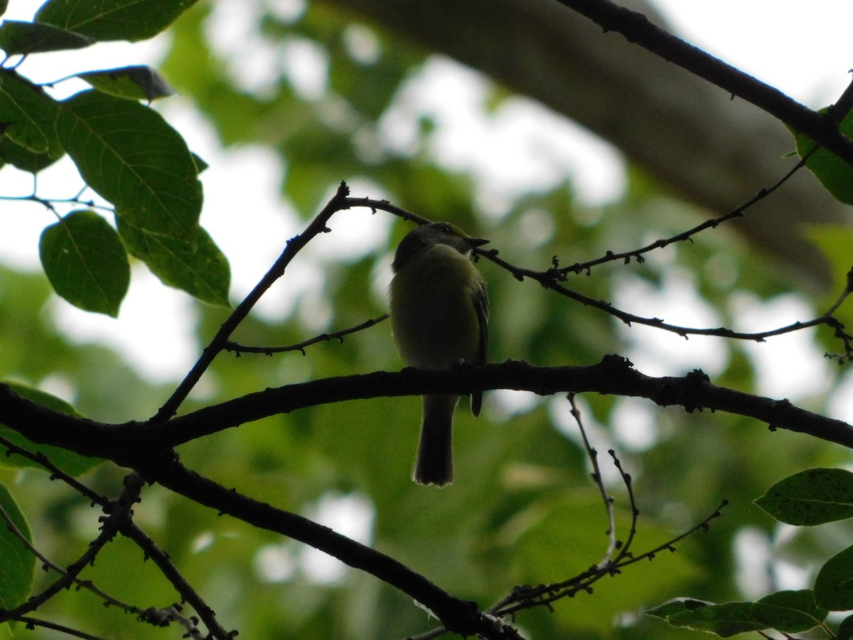 White-eyed Vireo - ML620246408