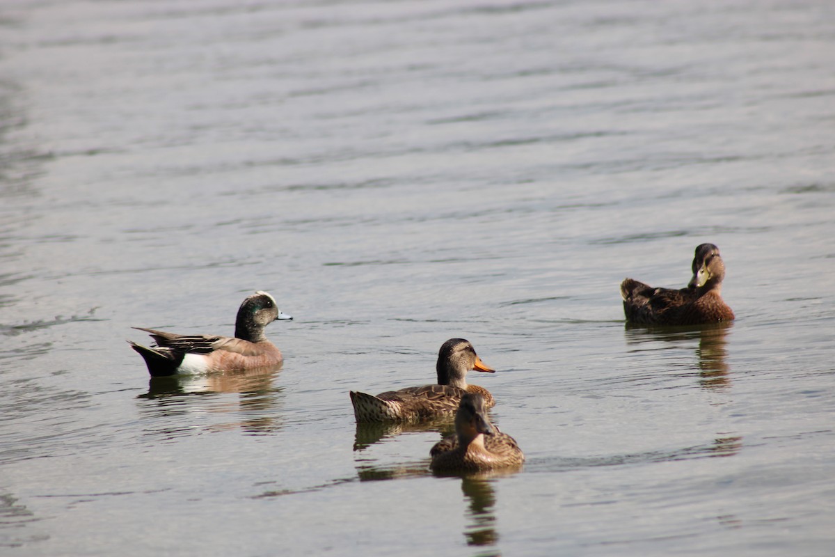 American Wigeon - ML620246413