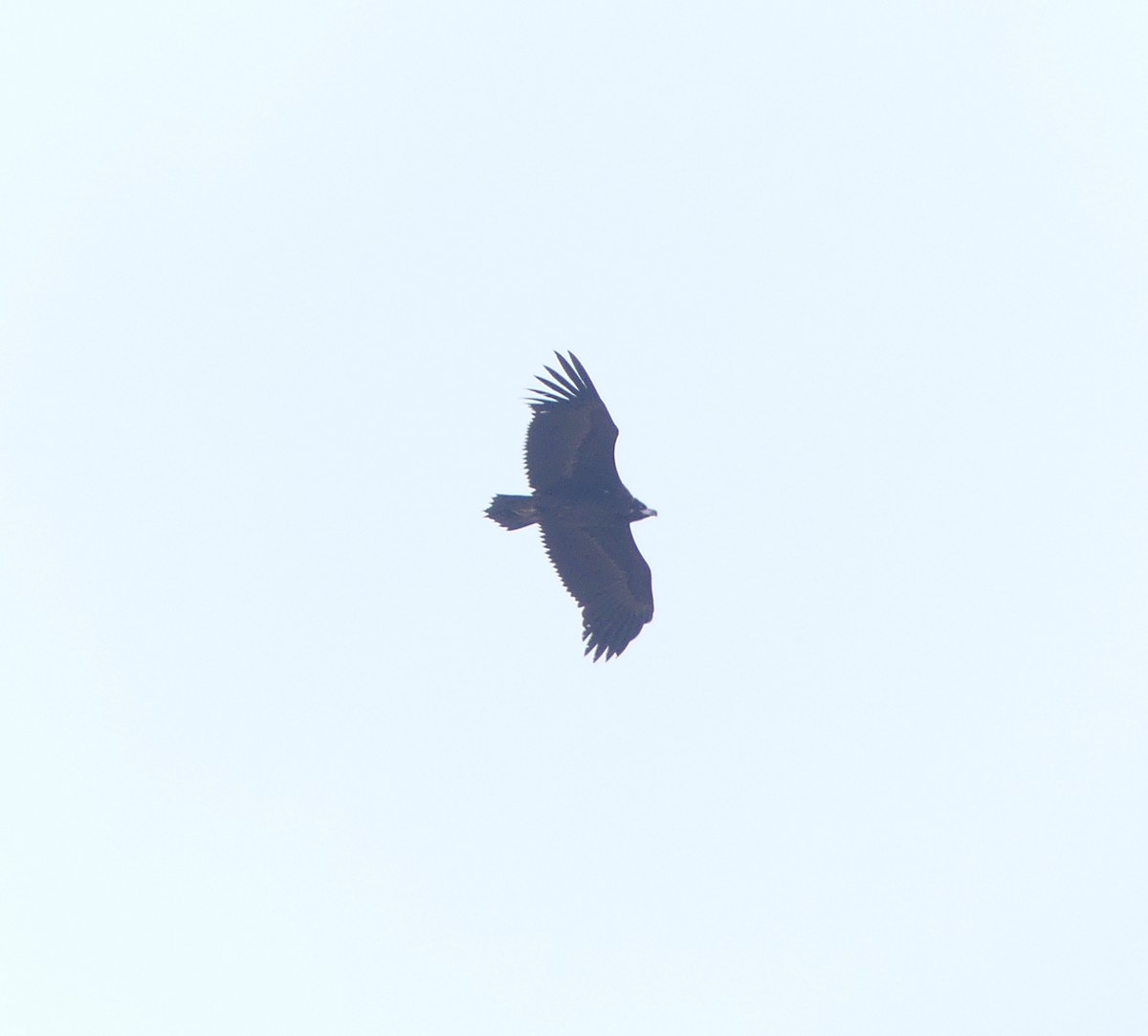 Cinereous Vulture - ML620246423
