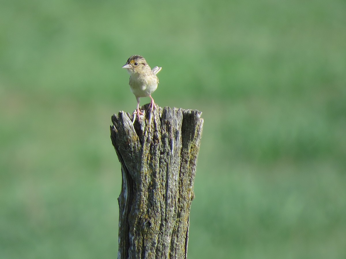 Grasshopper Sparrow - ML620246426