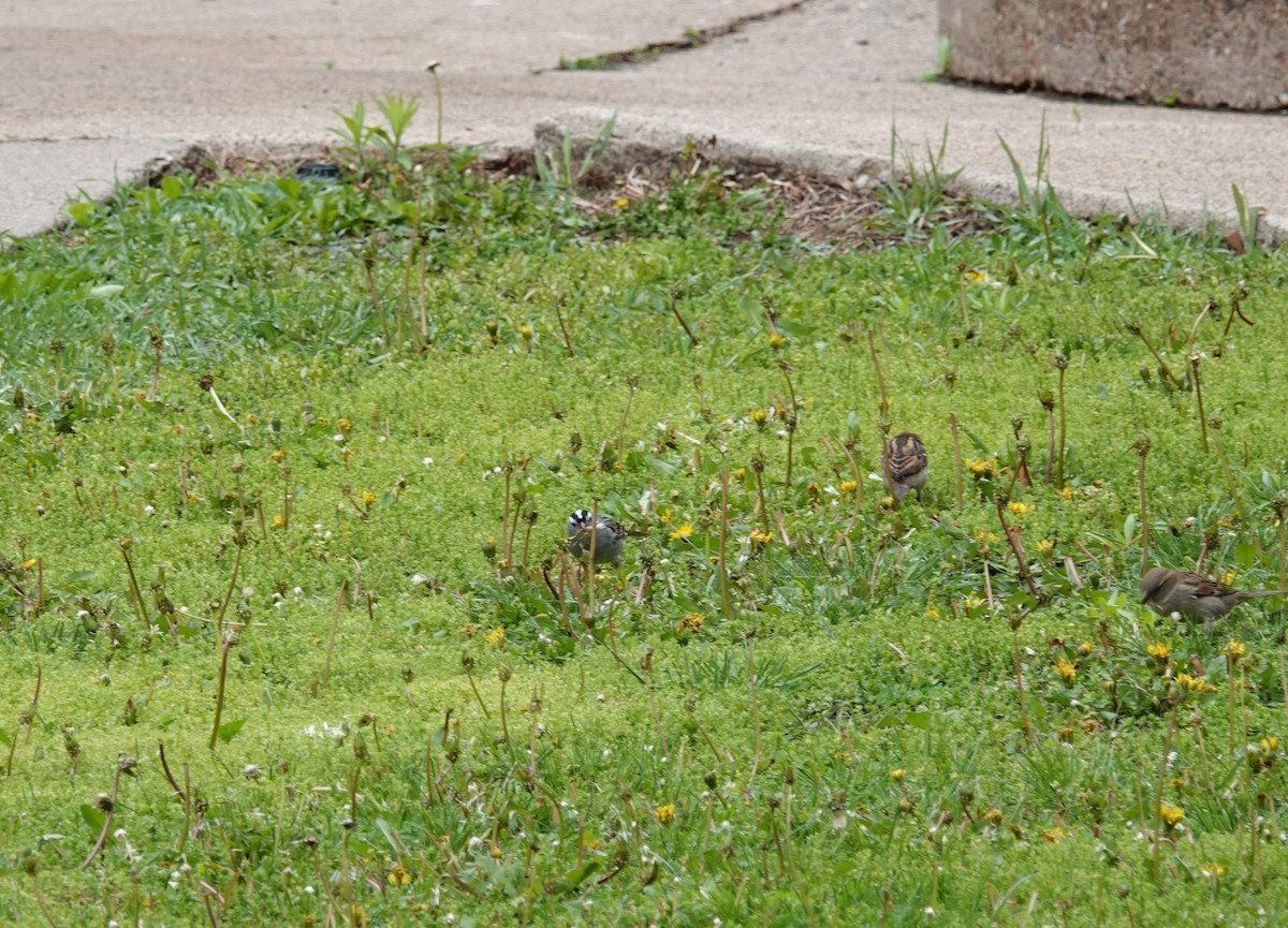 White-crowned Sparrow - ML620246428