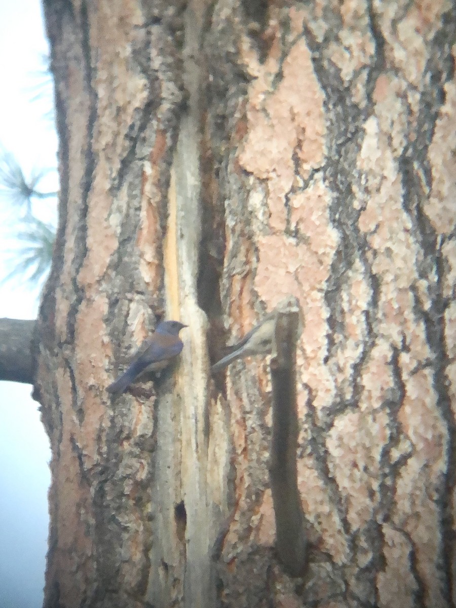 Western Bluebird - ML620246437