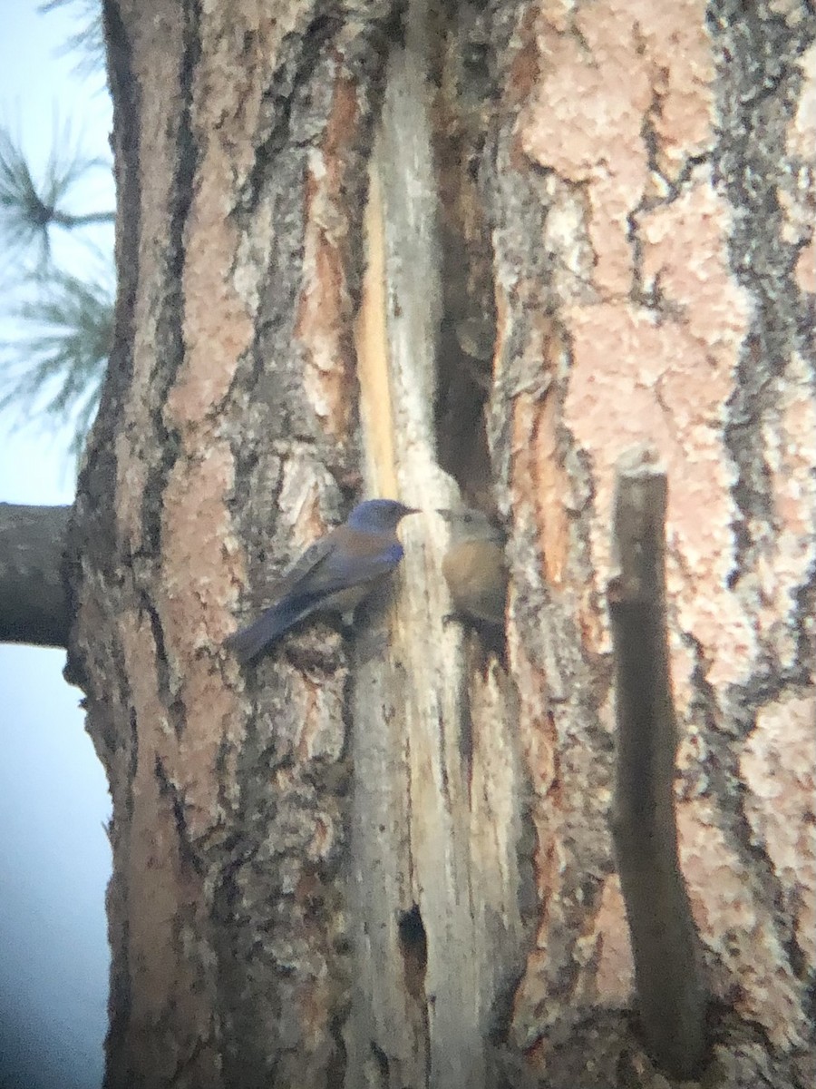 Western Bluebird - ML620246440