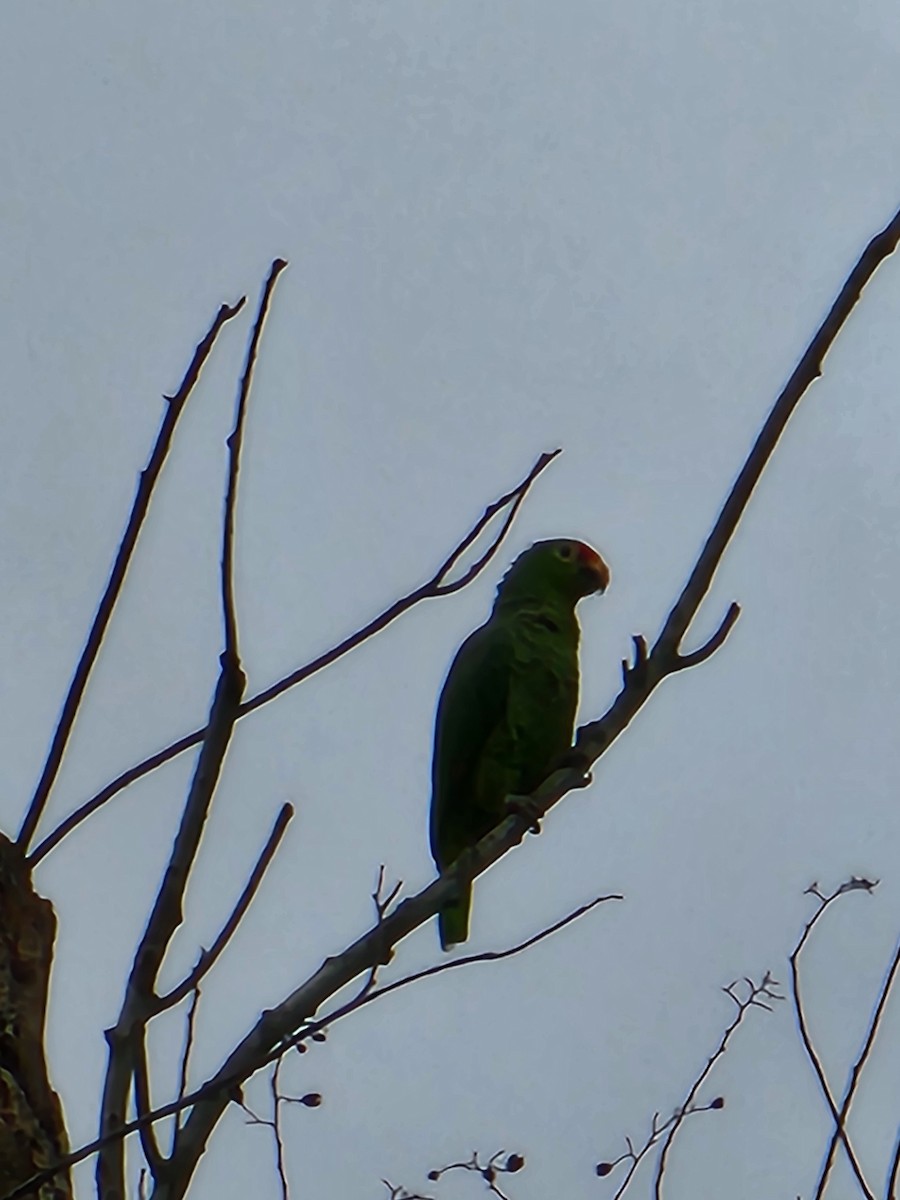 Red-lored Parrot - ML620246445