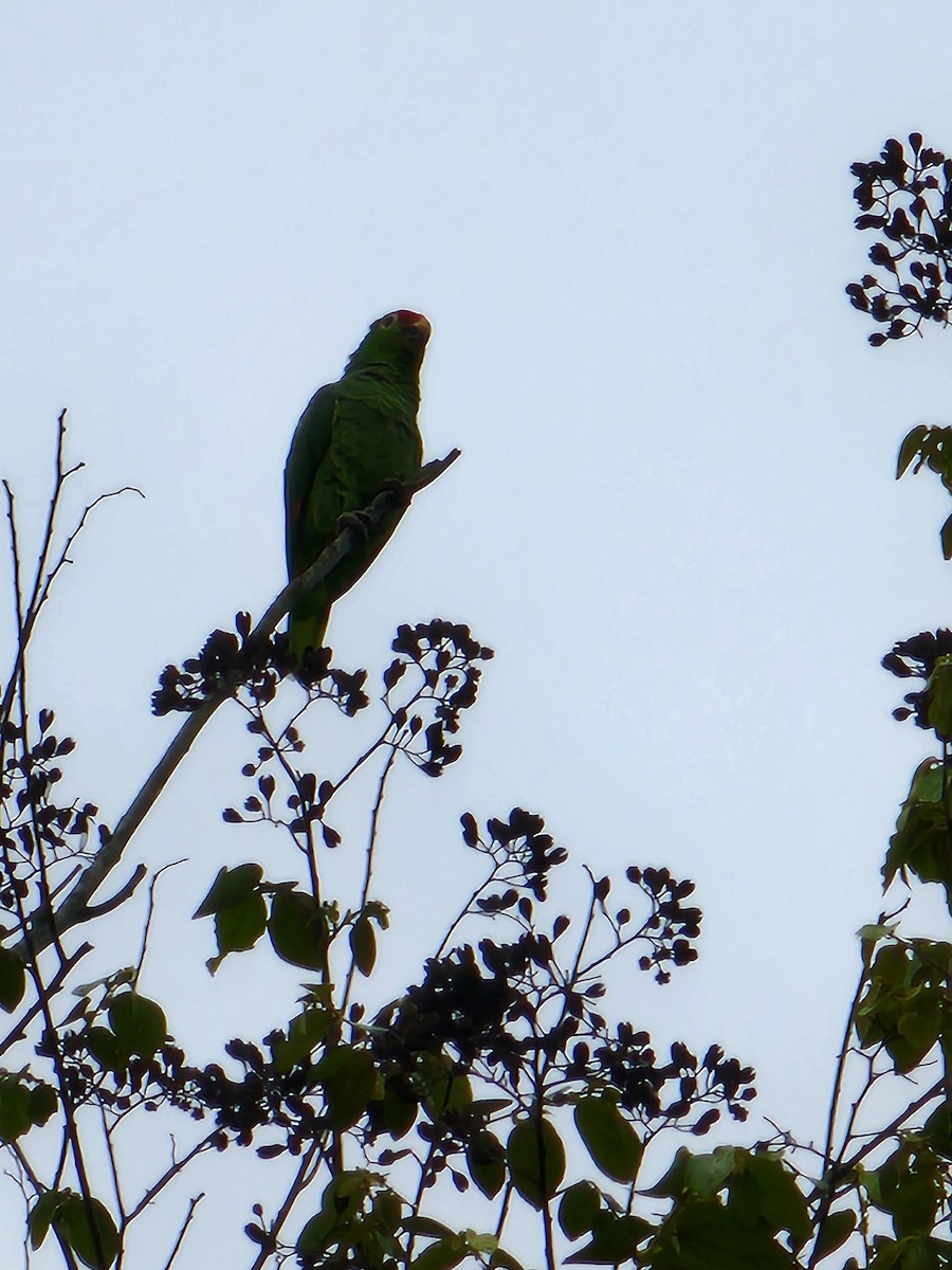 Red-lored Parrot - ML620246446