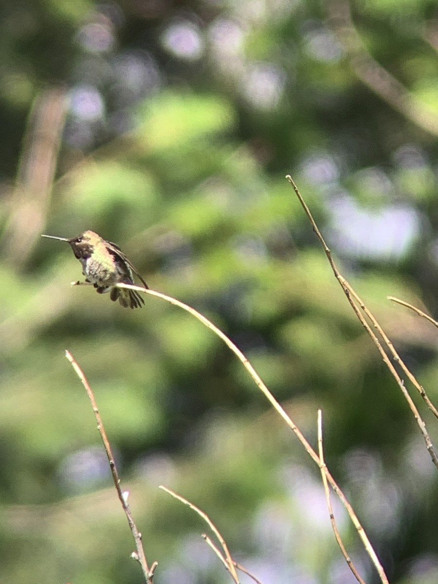 Anna's Hummingbird - ML620246451