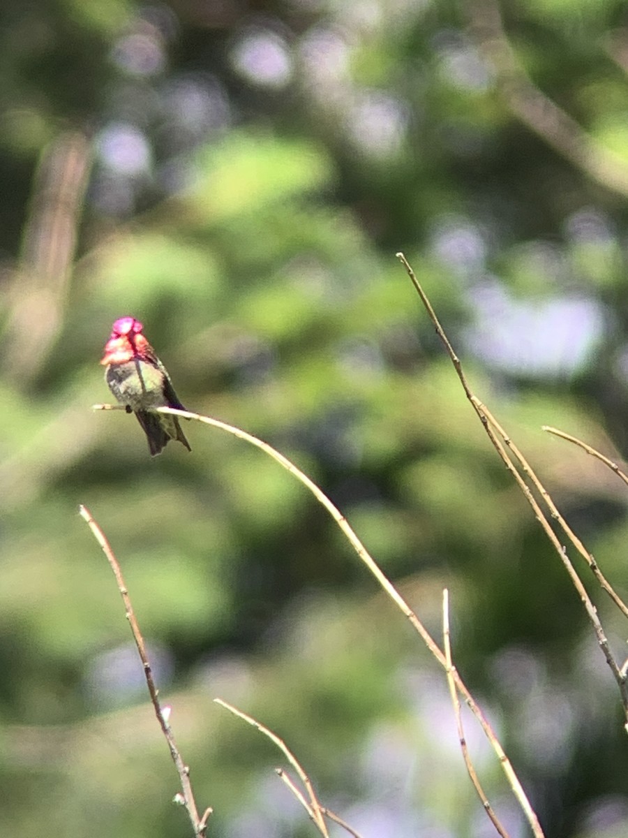 Anna's Hummingbird - ML620246452