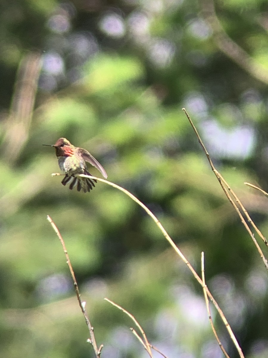 Anna's Hummingbird - ML620246453