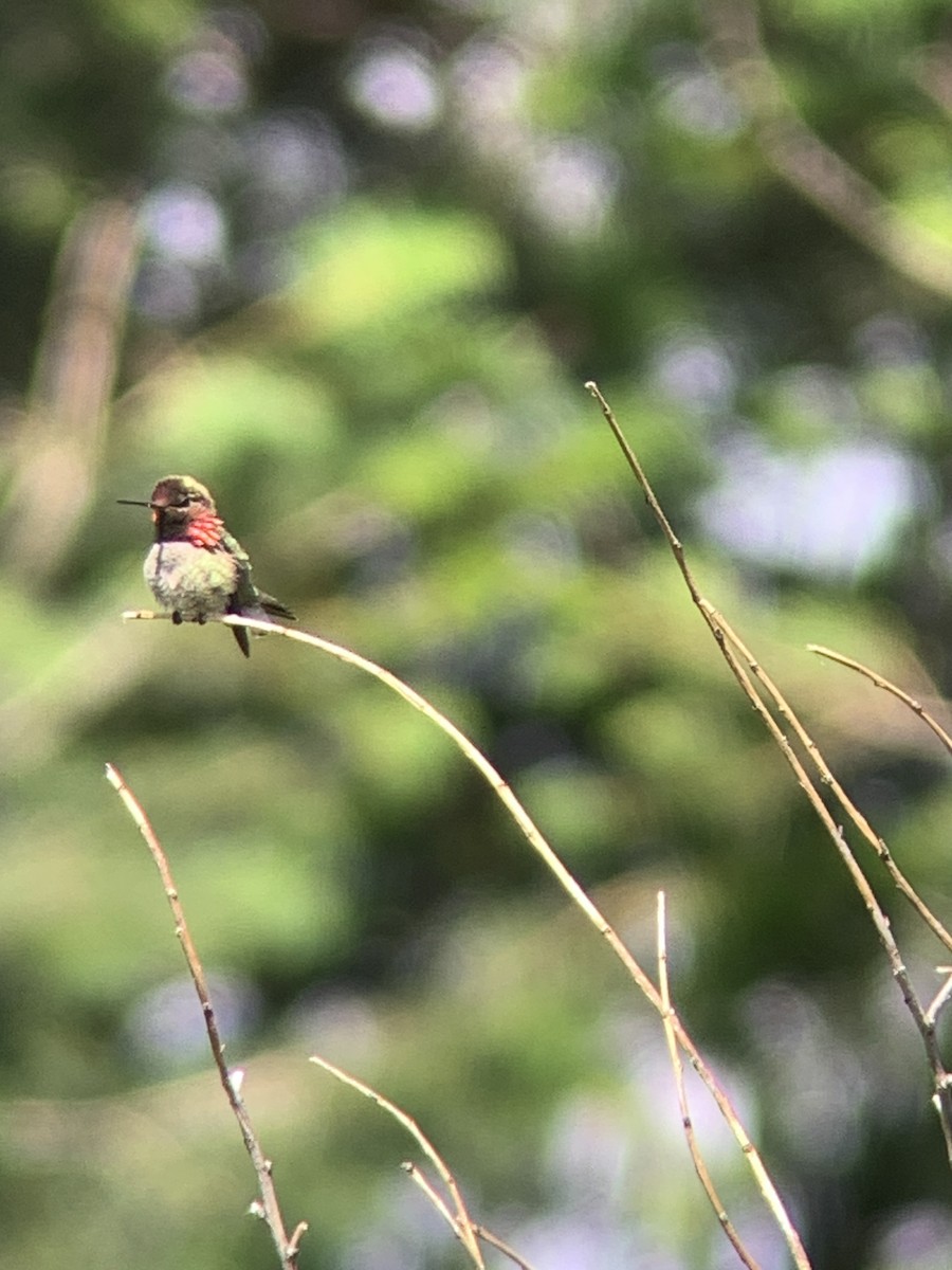 Anna's Hummingbird - ML620246454